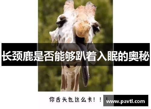 长颈鹿是否能够趴着入眠的奥秘
